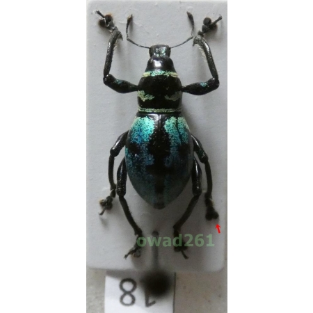 Metapocyrtus sp. Heller, 1912 female Philippines18